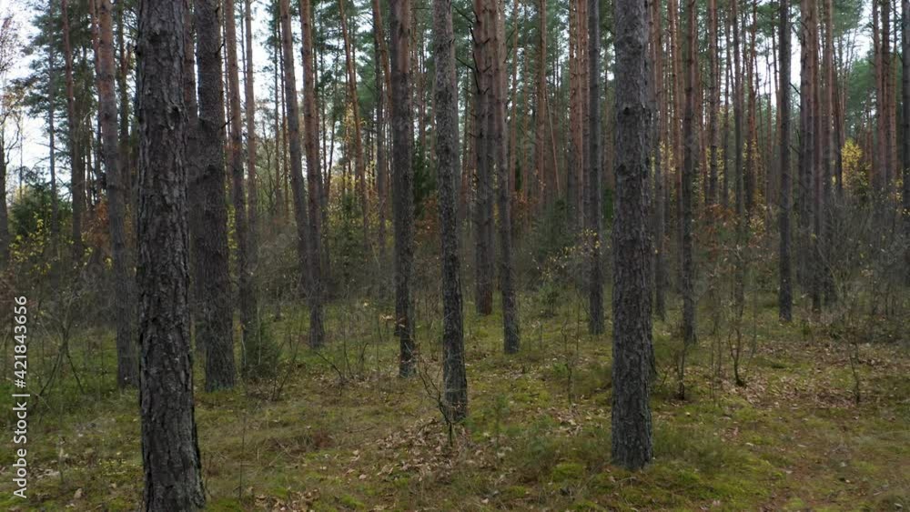 Drone shot flying on autumn pine tree forest. Slow flight in forest on fall season.
Drone shot flying on autumn pine tree forest. Slow flight in forest on fall season.