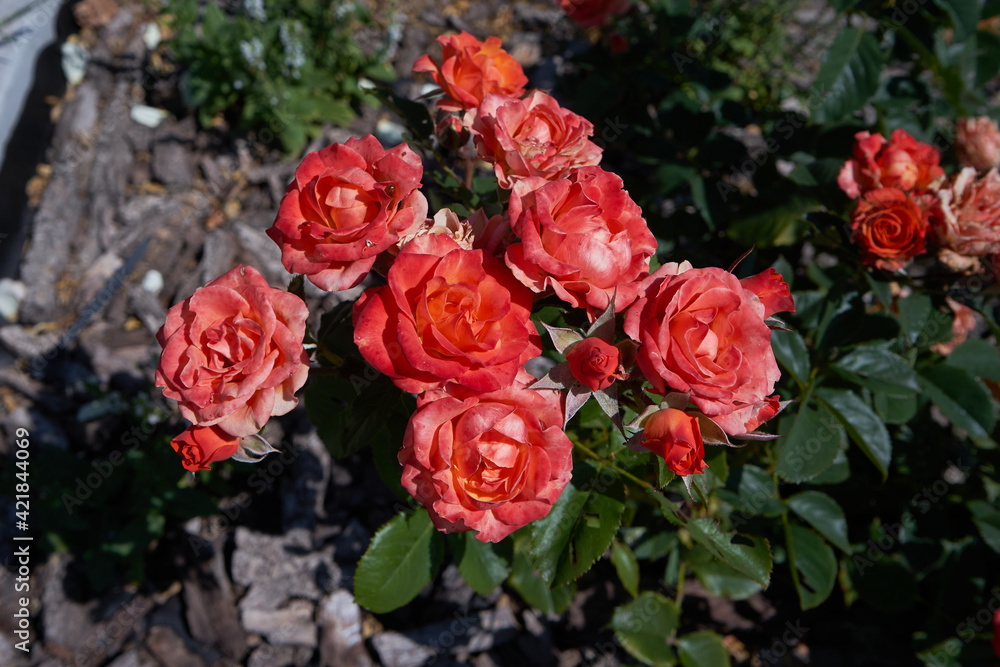 Fototapeta premium red and beige roses at the garden in a cortyard