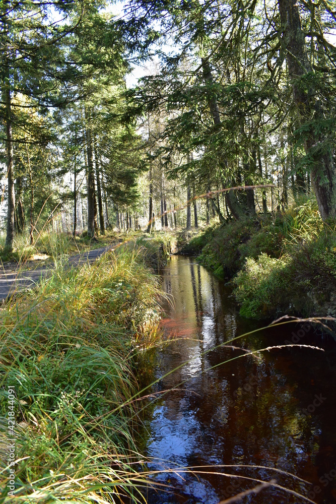 Obraz premium Waldfotografie