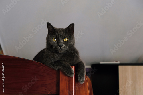 Young british blue shorthair cat lies on the second tier of the baby bed. Gray cat lying with dangling paws. photo