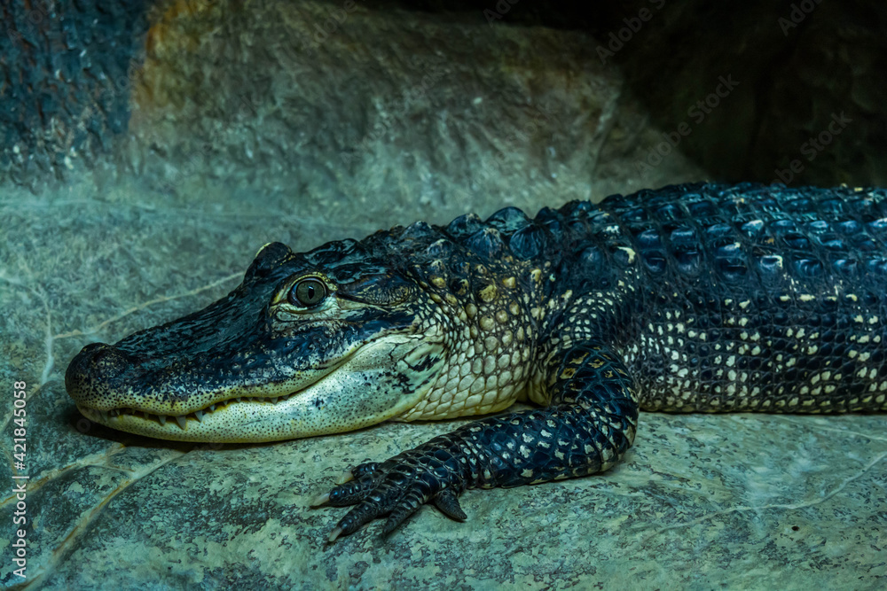 Fototapeta premium Crocodiles