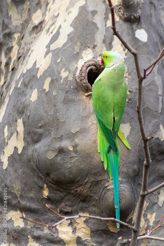 Ring-necked parakeet Psittacula krameri breeding in a breeding burrow in a tree at his nesting hole in spring to lay eggs for little fledglings with green feathers and a red beak as exotic birds Ring-necked parakeet Psittacula krameri breeding in a breeding burrow in a tree at his nesting hole in spring to lay eggs for little fledglings with green feathers and a red beak as exotic birds
