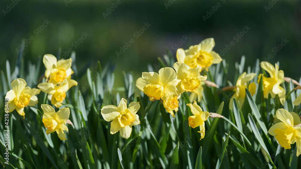 Close-up photograph of a group of wild yellow daffodils. Photo with horizontal cut and background blur Close-up photograph of a group of wild yellow daffodils. Photo with horizontal cut and background blur