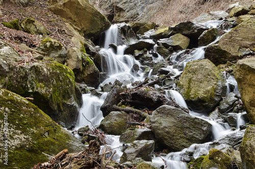 stream in the forest