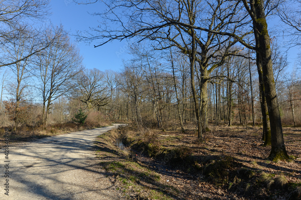 Chêne pédonculé, quercus robur, forêt domaniale de Sénart, 91, Essonne Chêne pédonculé, quercus robur, forêt domaniale de Sénart, 91, Essonne