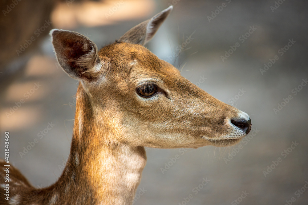 Portrait of female european fallow deer on the meadow