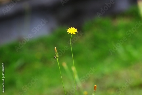 Solitary flower