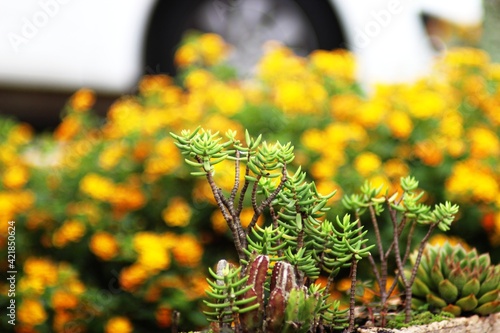 flowers in the garden