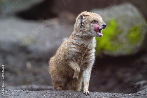 Photos Yellow mongoose licking its lips