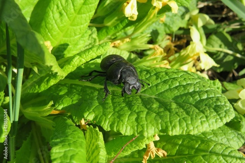 Black lethrus beetle on primula leafs in the garden in spring photo