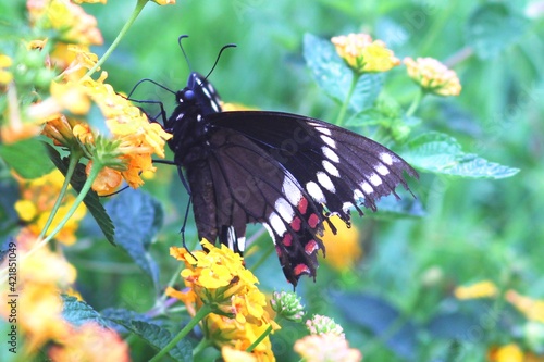 butterfly on a flower