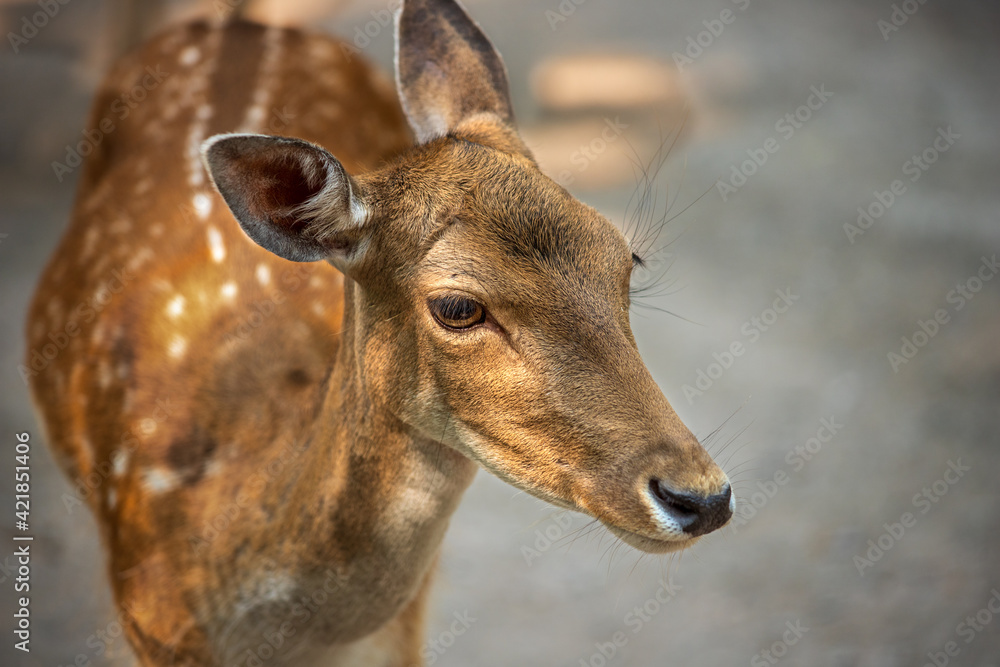 Portrait of female european fallow deer on the meadow