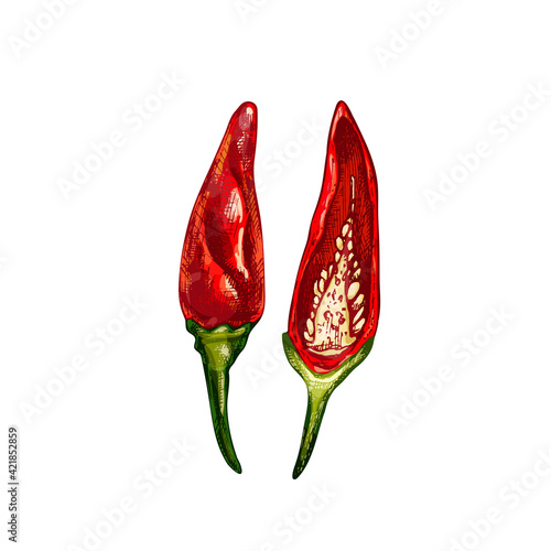Whole and half pepper tabasco. Vector vintage hatching color illustration.