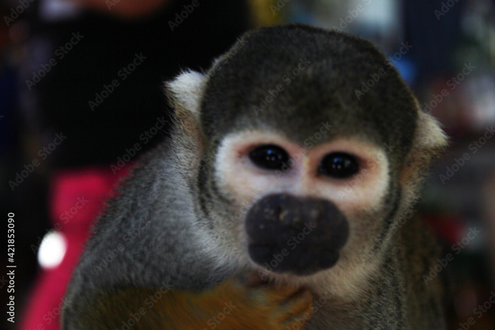 Fototapeta premium playful little monkey looking at the camera
