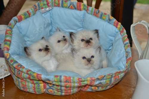 ADORABLES CHATONS