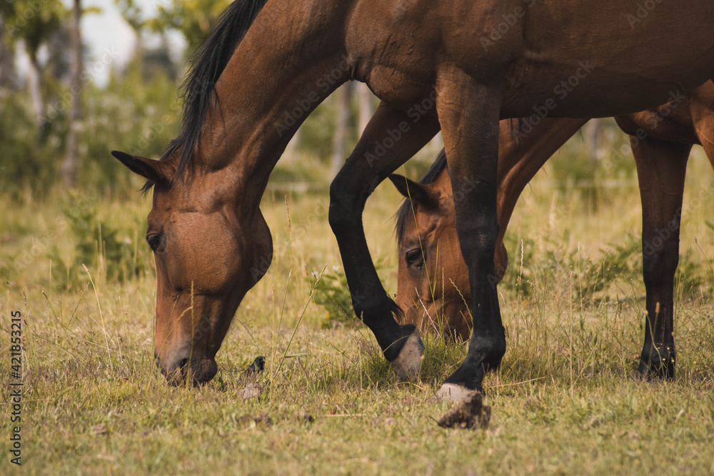 Fototapeta premium horse in the field
