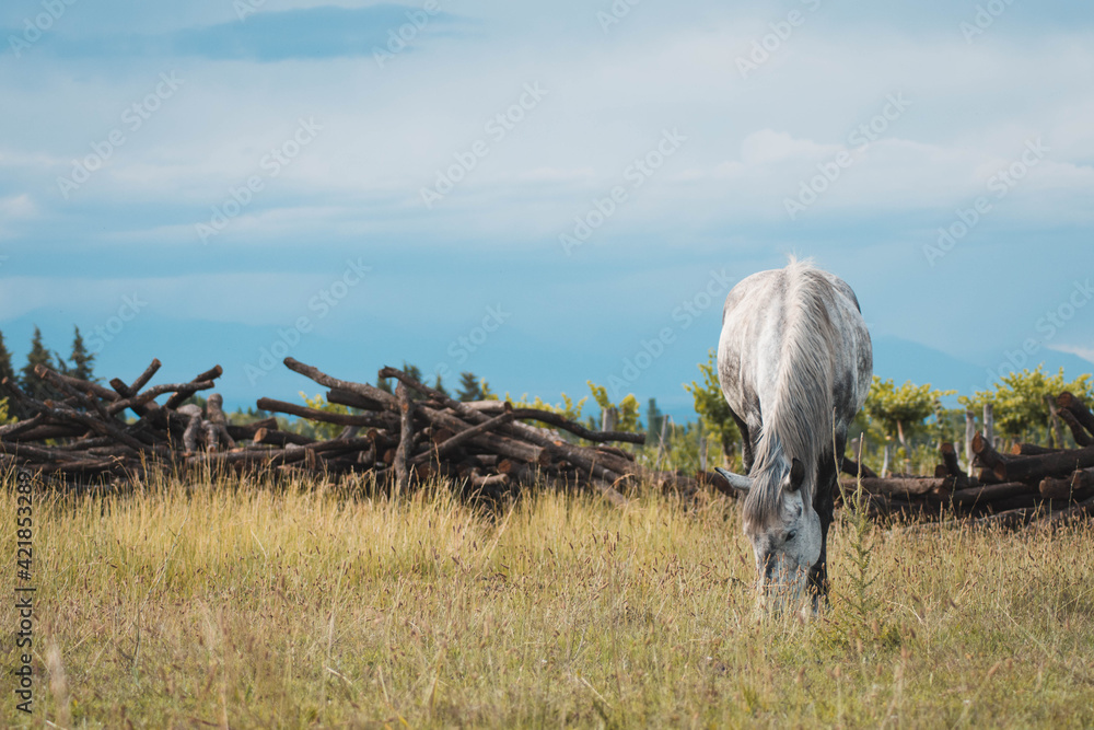 Obraz premium white horse in the field