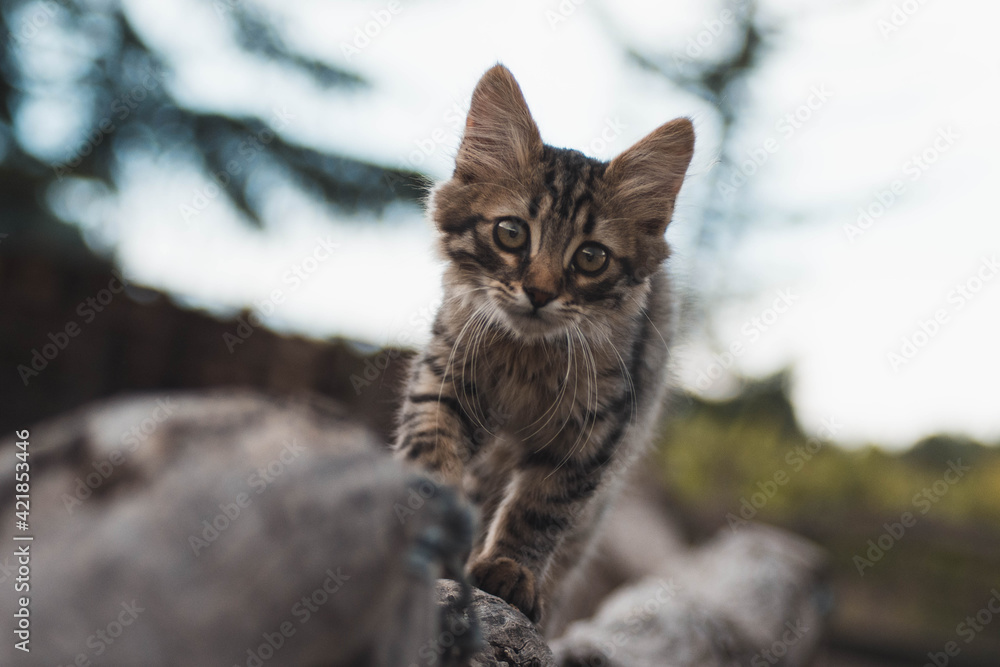Gato caminando por el tronco en una granja Gato caminando por el tronco en una granja