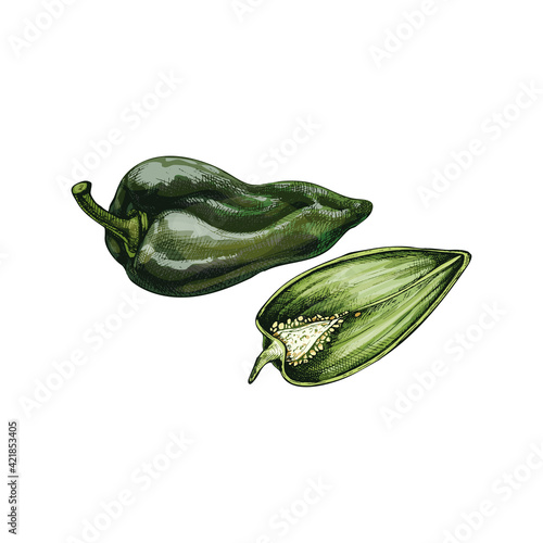 Whole and half pepper poblano. Vector vintage hatching color illustration.