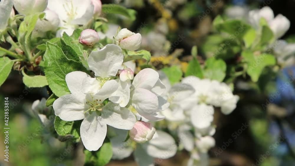 Blooming apple trees in the spring garden.
Blooming apple trees in the spring garden.