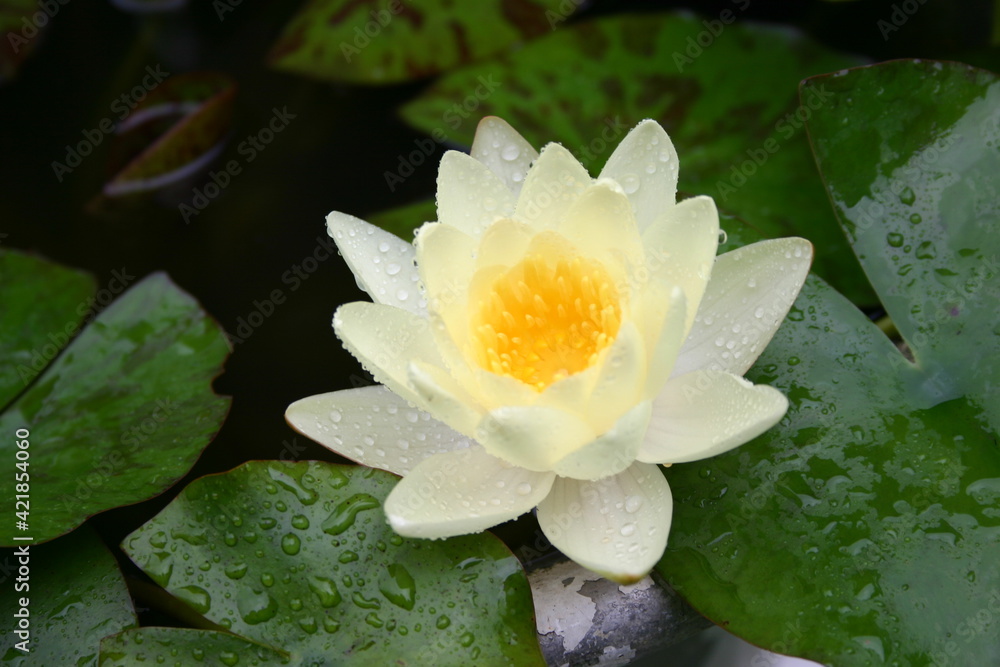 white water lily white water lily