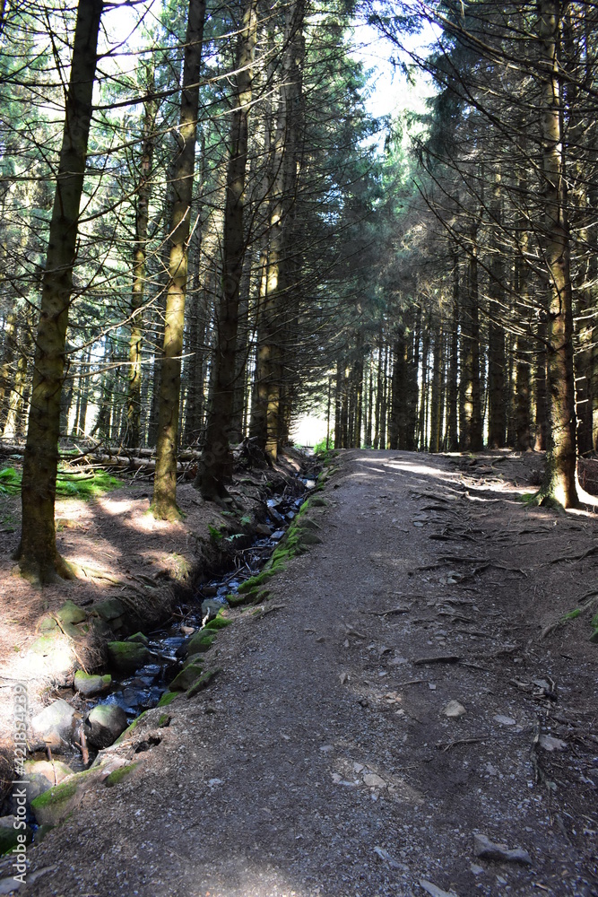 Obraz premium Waldfotografie