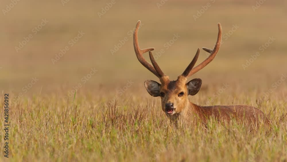Hog deer lying on grass in national park Hog deer lying on grass in national park