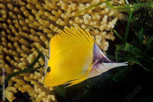 Forcipiger longirostris, commonly known as the longnose butterflyfish or big longnose butterflyfish photo