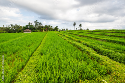 Jatiluwih rice terraces on Bali © gumbao