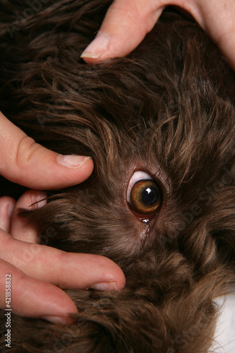 Owner inspecting dogs eye