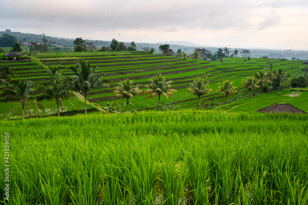 Jatiluwih rice terraces on Bali