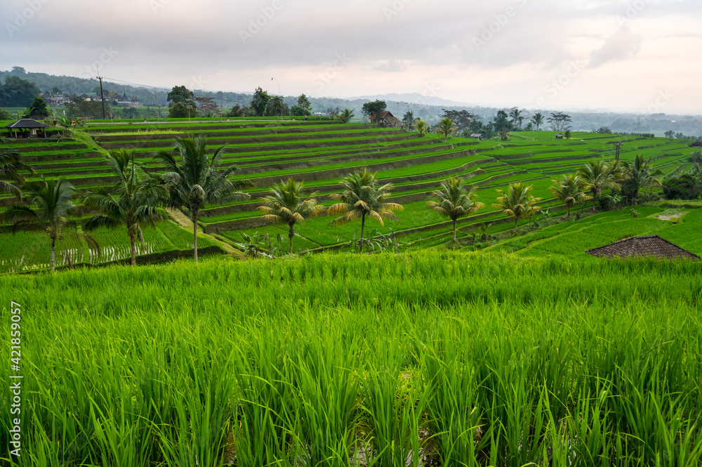 Jatiluwih rice terraces on Bali Jatiluwih rice terraces on Bali
