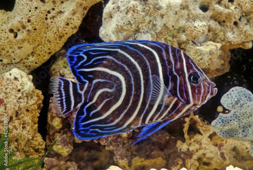 Emperor angelfish