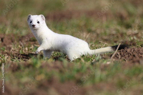 stoat (Mustela erminea),short-tailed weasel  Germany
