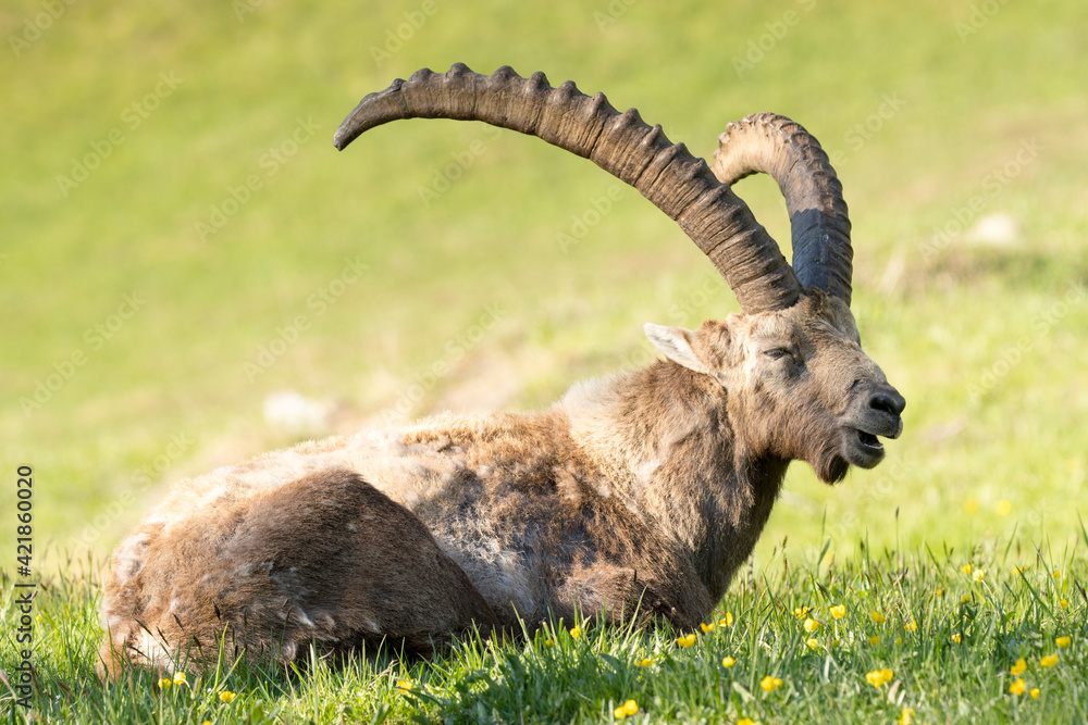 Ibex (Capra ibex) ruminating