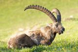 Ibex (Capra ibex) ruminating