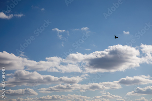 Background of white cumulus clouds in a blue sky. A flying crow against a blue sky.