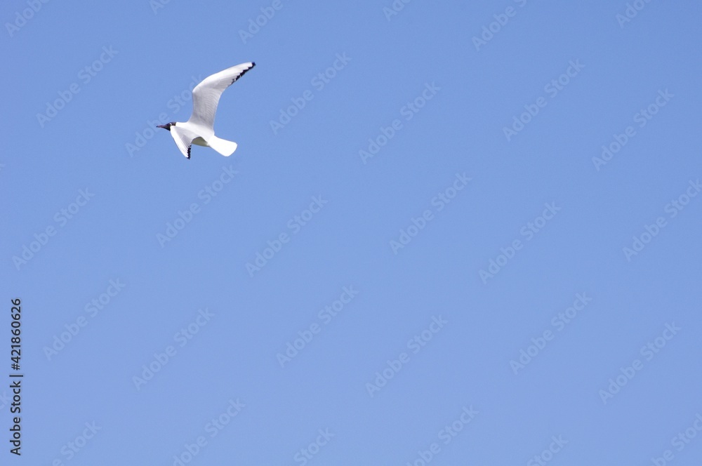 Obraz premium Une mouette