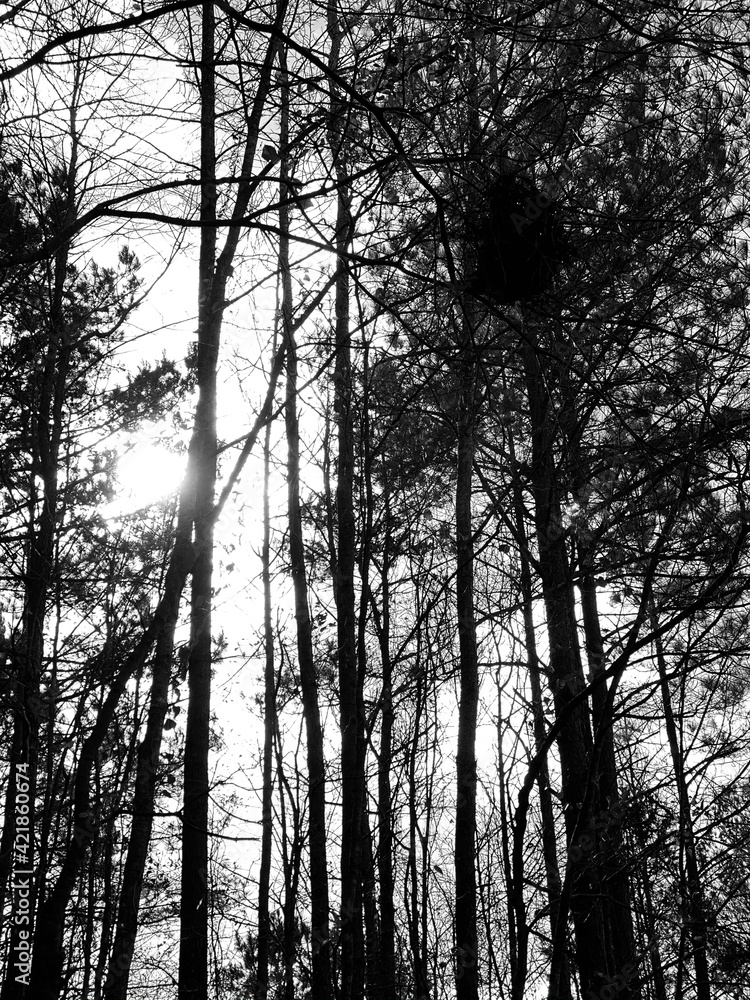 Fototapeta premium sunset in the forest