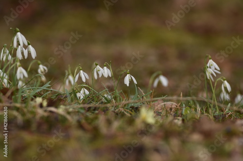 snowdrop flowers in the grass