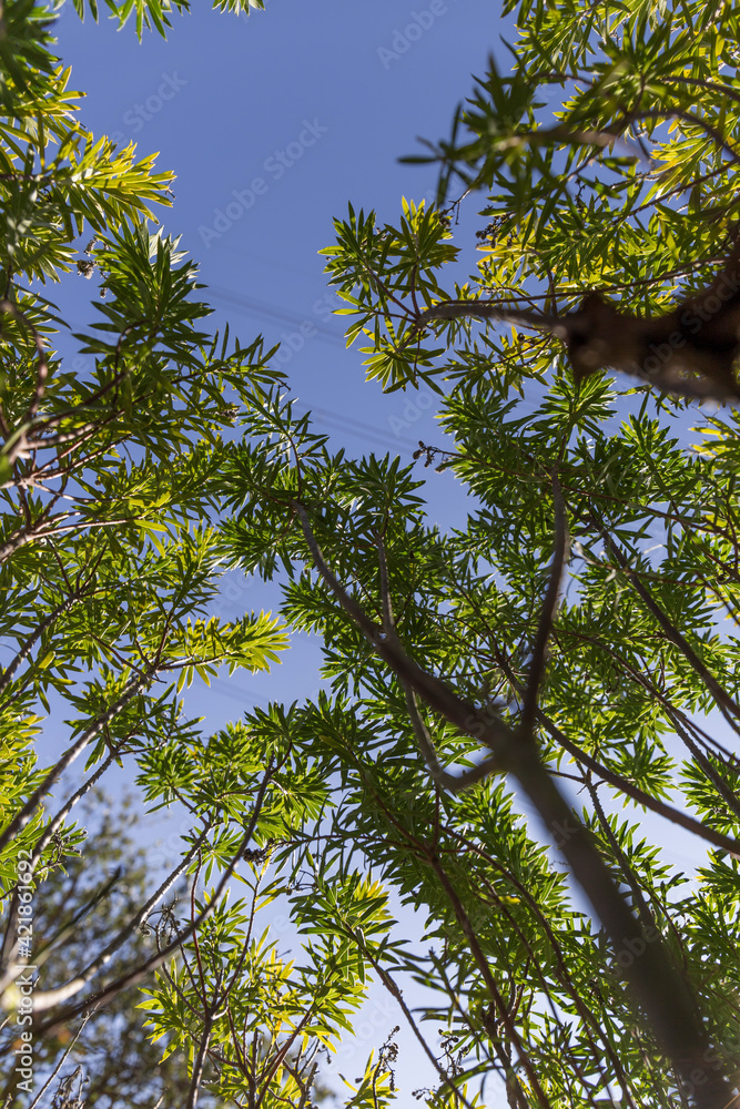 Fototapeta premium treetops seen from below, another perspective of the forest, the background is the blue sky
