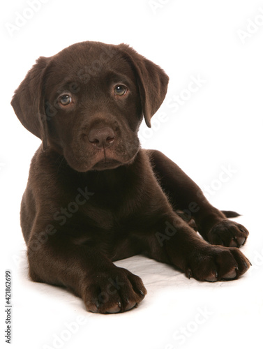 Fototapeta Naklejka Na Ścianę i Meble -  Brown Labrador Puppy