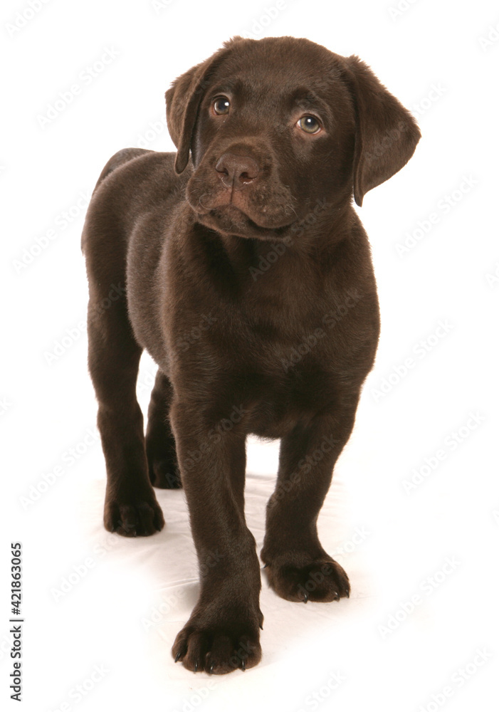 Brown Labrador Puppy