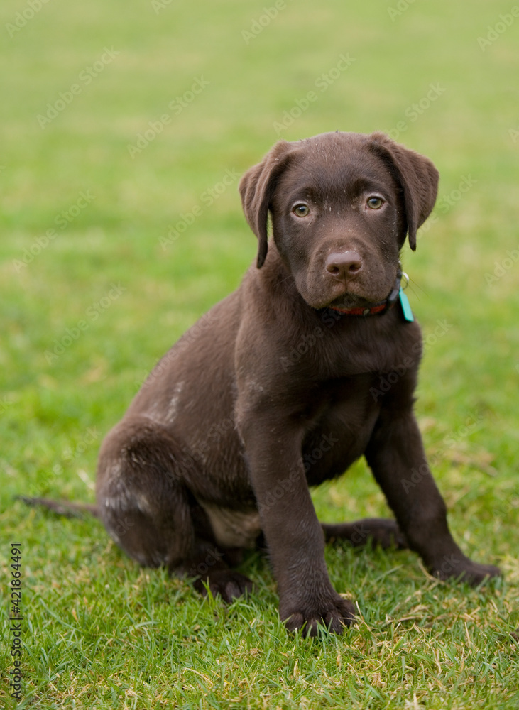 Chocolate Labrador Dog