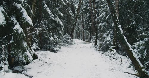 Forrest Walk in WInter cameramovement 