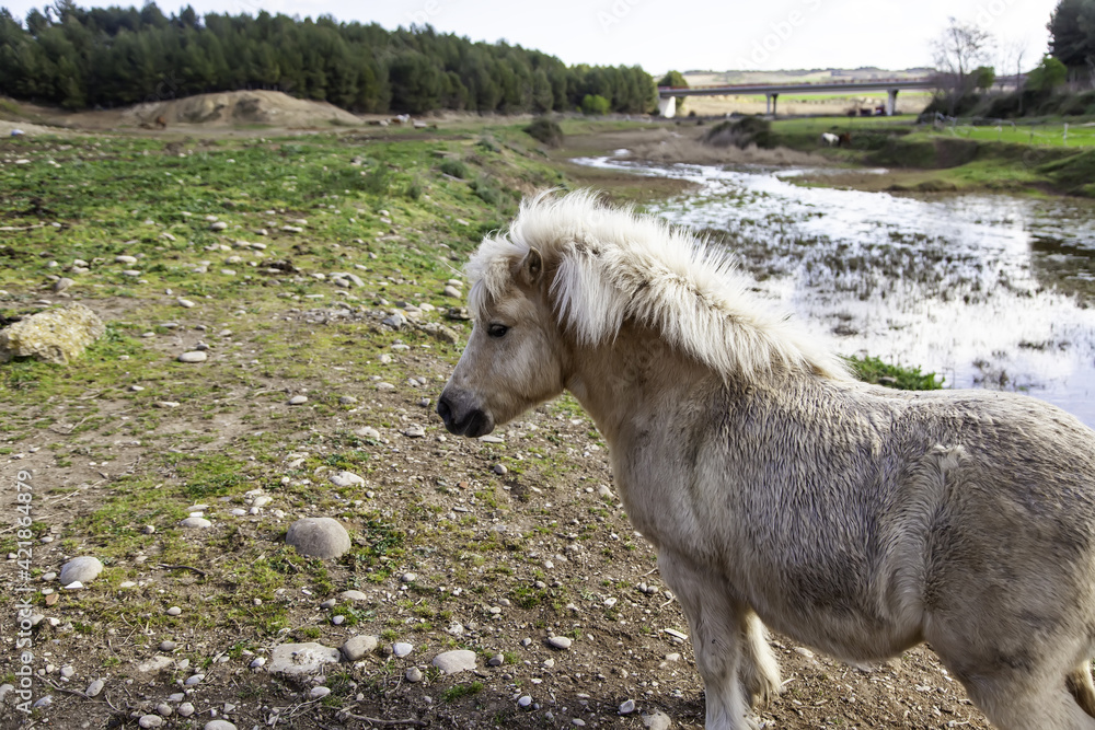 Fototapeta premium Wild pony field