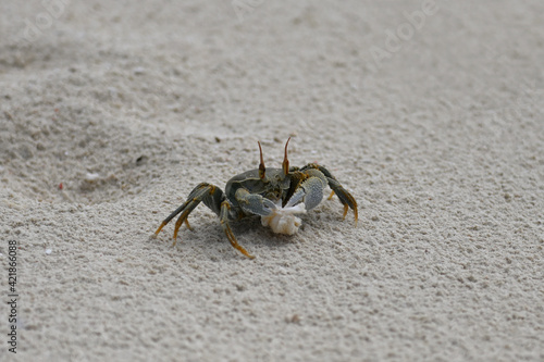 Portrait of a yellow-green live crab on a sandy beach. A beautiful crab holds food in its claws. Wildlife of the sandy tropical beach. Live Crab. Animal world on the islands in Tanzania