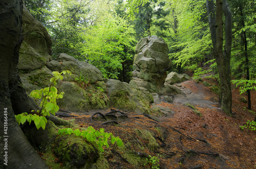 rock in the green spring forest rock in the green spring forest