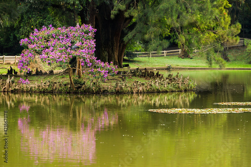 Árvore florida, com flores cor de rosa, refletida em lago e cercada por árvores de folhagens verdes. photo