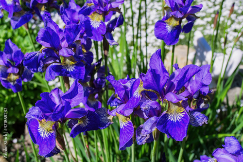 Flower bed in the garden. Violet Irises aka Cockerel  aka Irideae flowers closeup.